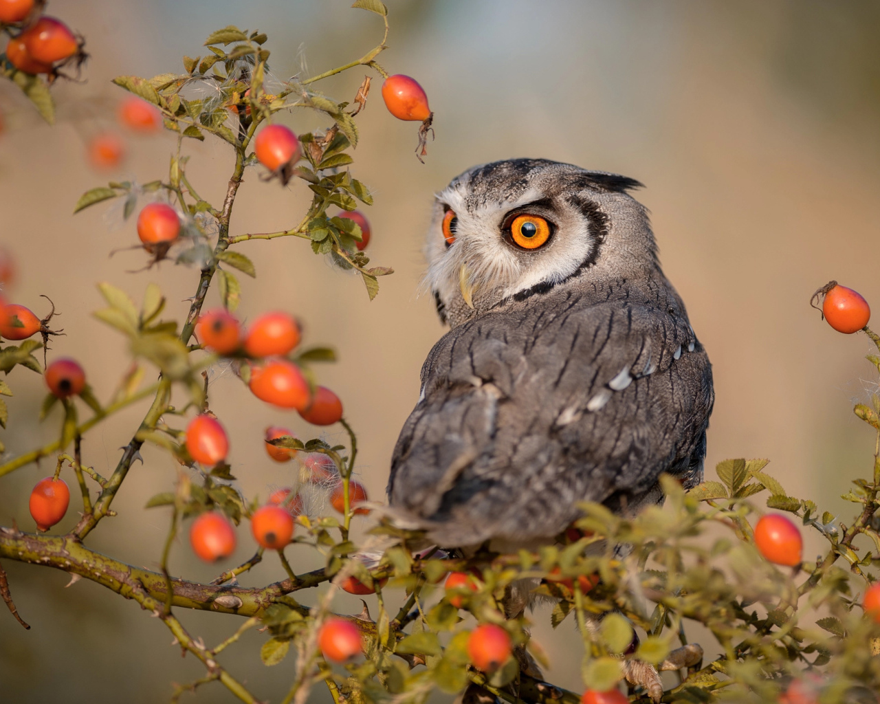 Большая сова сидит на ветке с красными ягодами шиповника