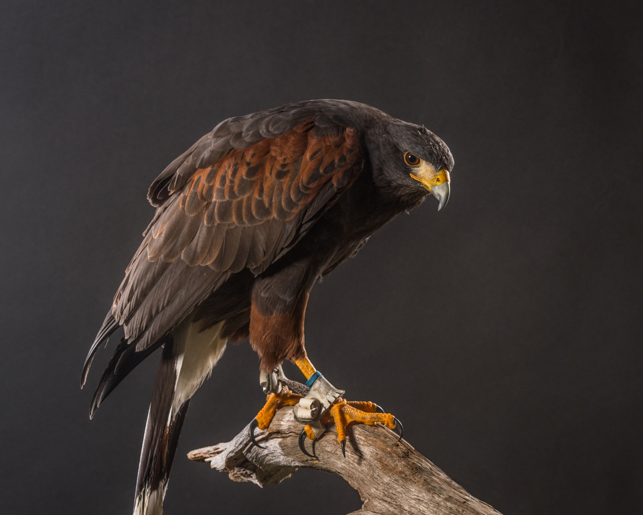 Большой хищный ястреб сидит на ветке