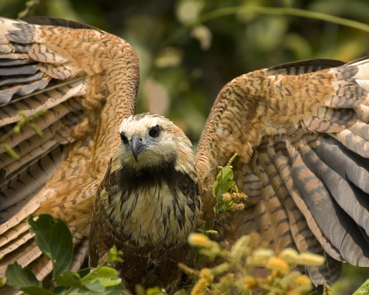 Большой хищный ястреб расправил крылья