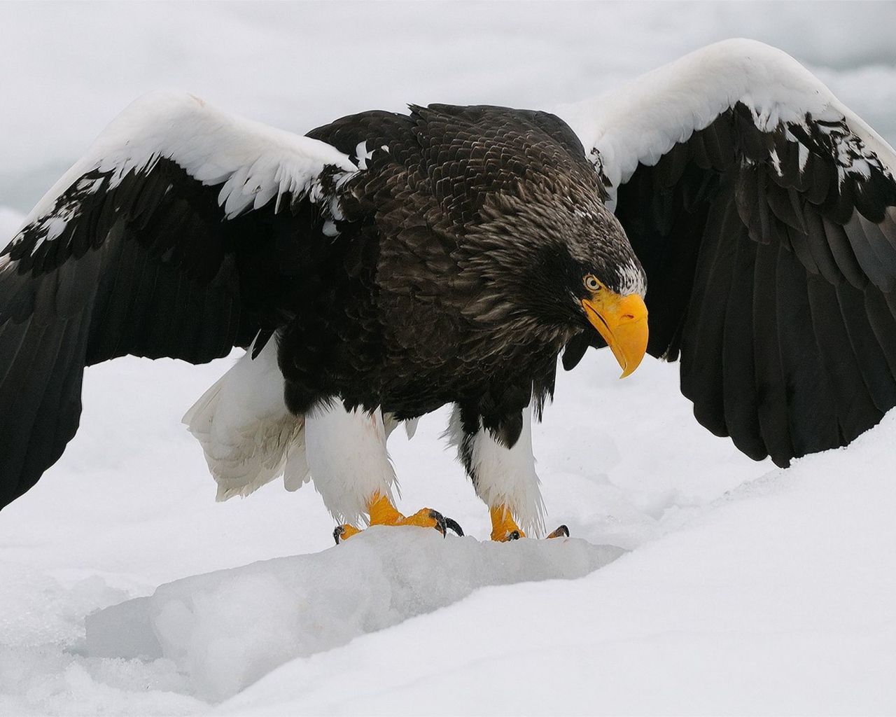 Большая птица орлан-белохвост вышел на зимнюю охоту