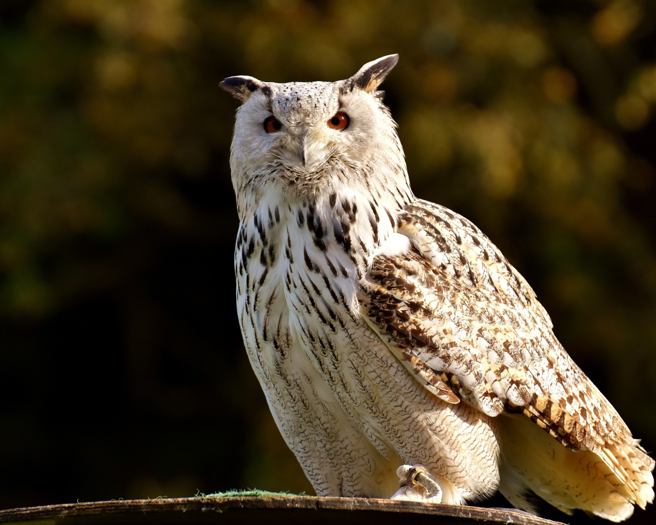 Большая белая сова сидит на ветке