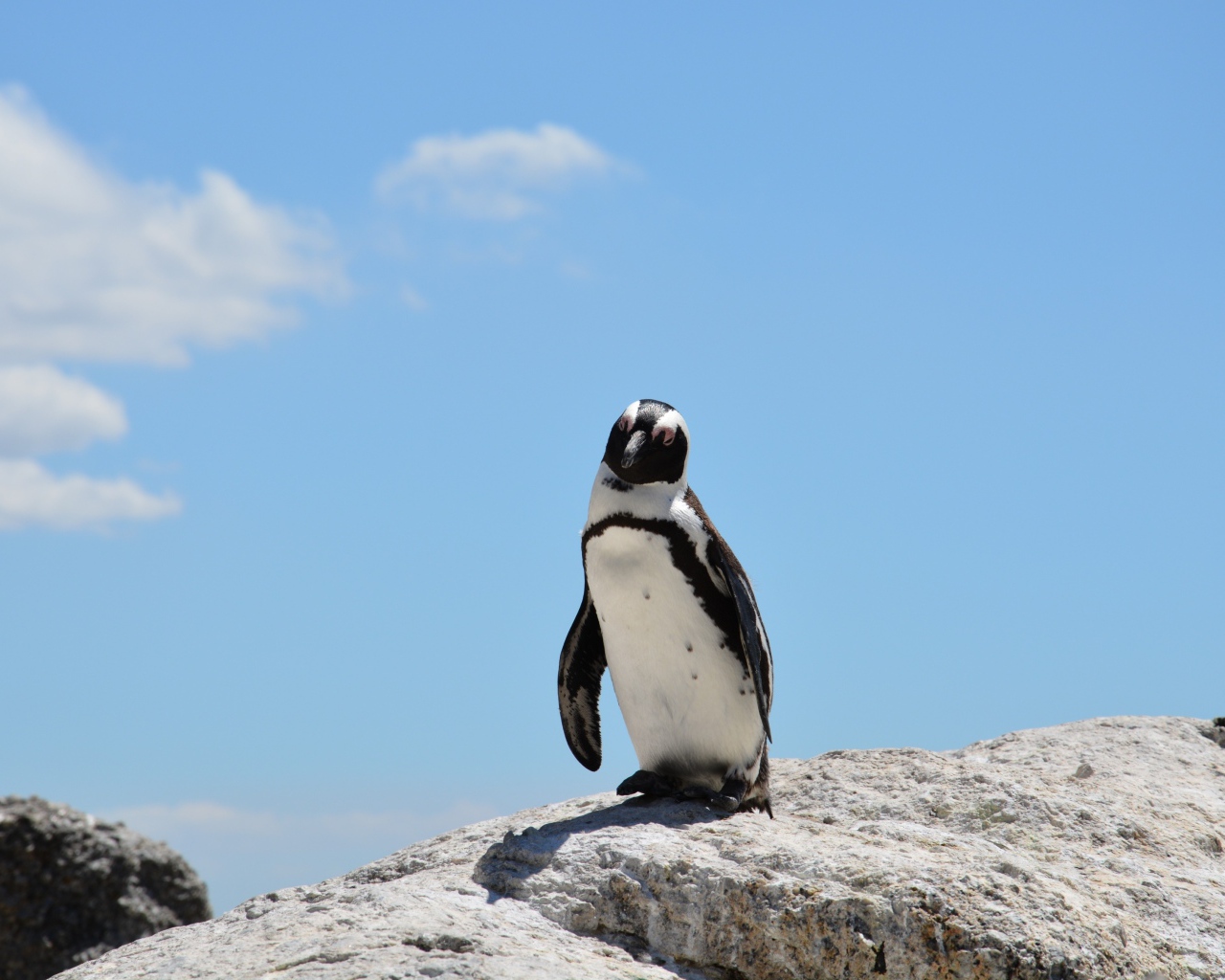 Одинокий пингвин стоит на камне