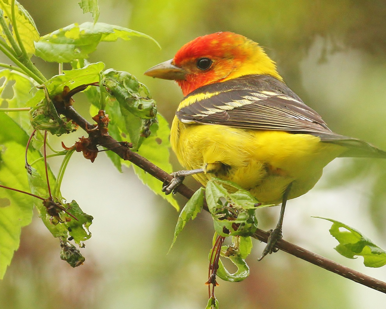 Птица красноголовая пиранга сидит на ветке 