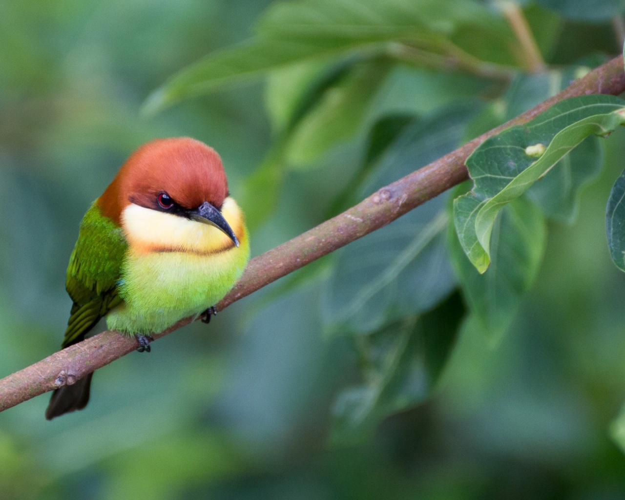 Маленькая птичка золотистая щурка сидит на ветке