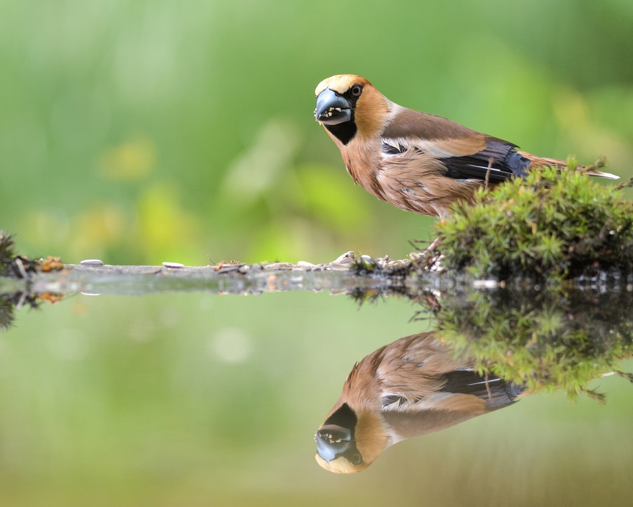Маленькая птичка отражается в воде