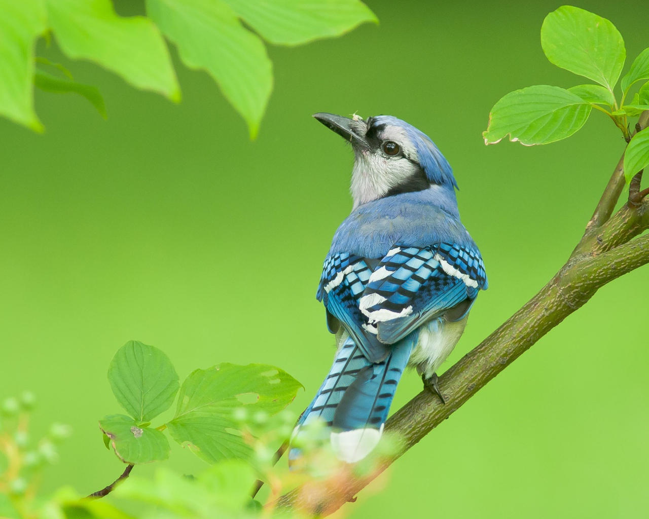 Маленькая голубая сойка сидит на ветке дерева