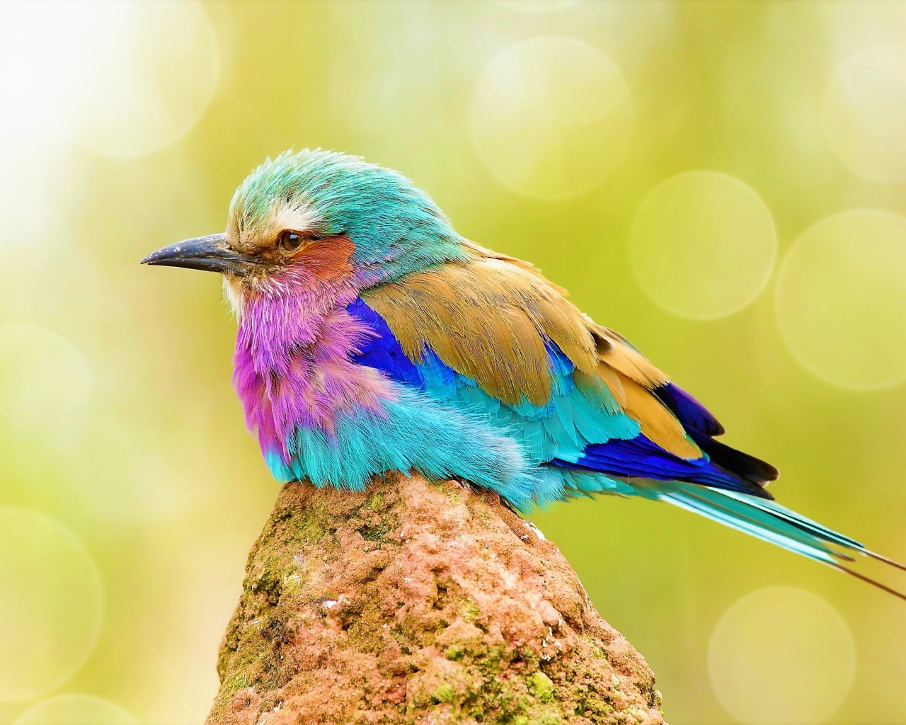 Маленькая разноцветная птичка сидит на камне