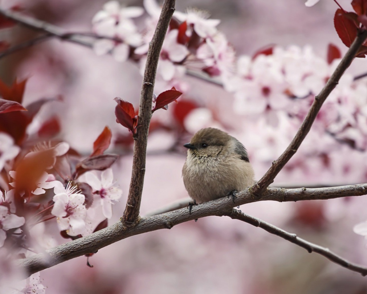 Маленький воробей на цветущей весенней ветке 