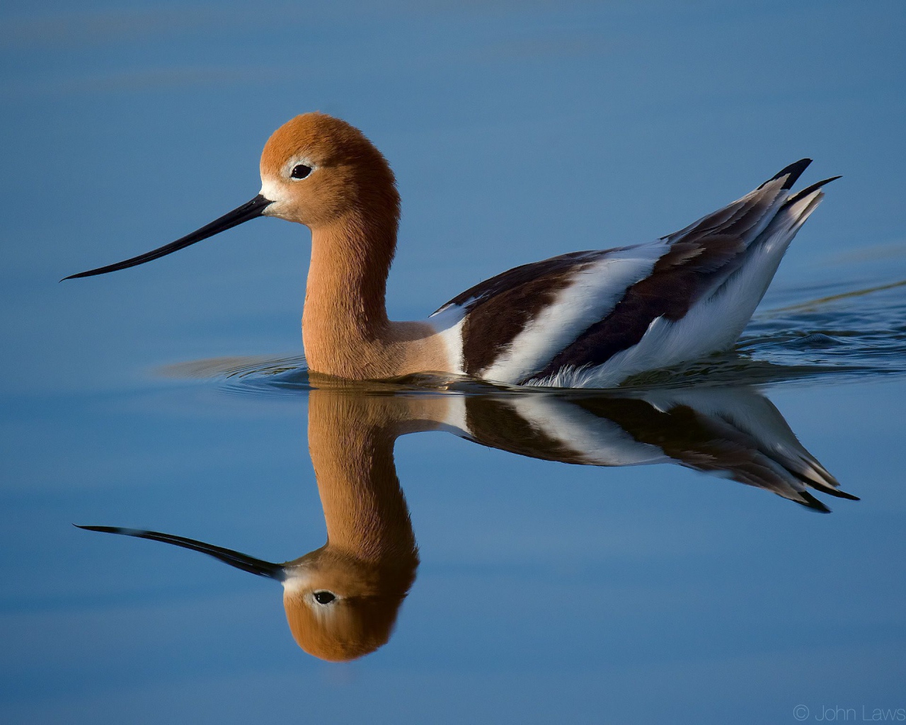 Красивая птица Американская шилоклювка отражается в воде 