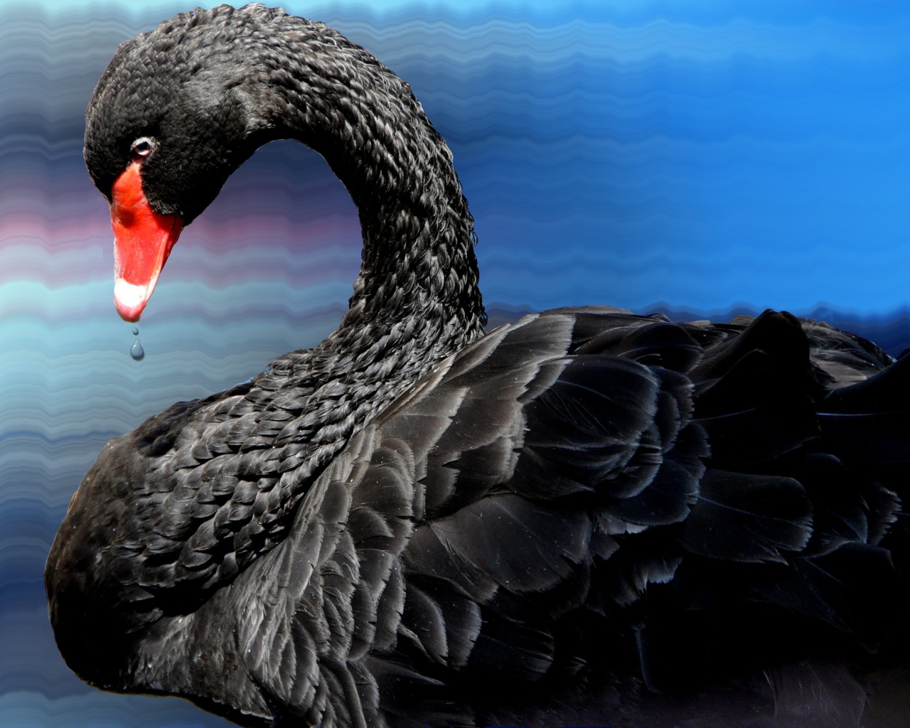 Красивый черный лебедь с красным носом
