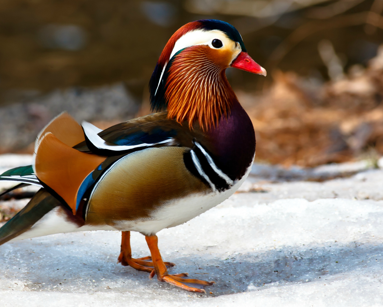 Красивая яркая утка мандаринка 