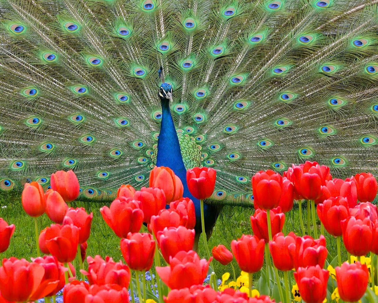 Красивый павлин на фоне красных тюльпанов 