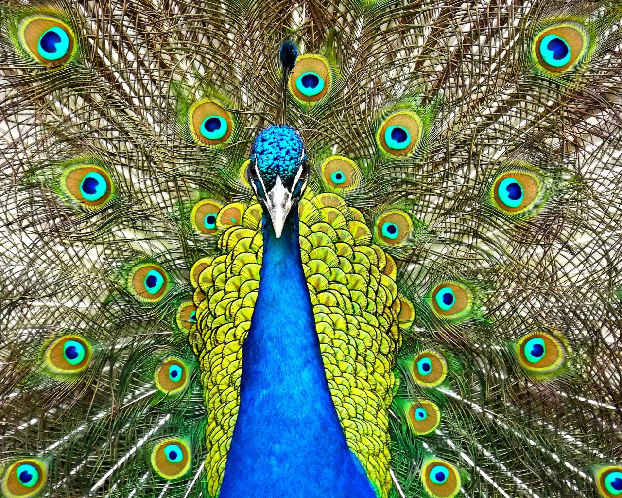 Красивый павлин распустил хвост  