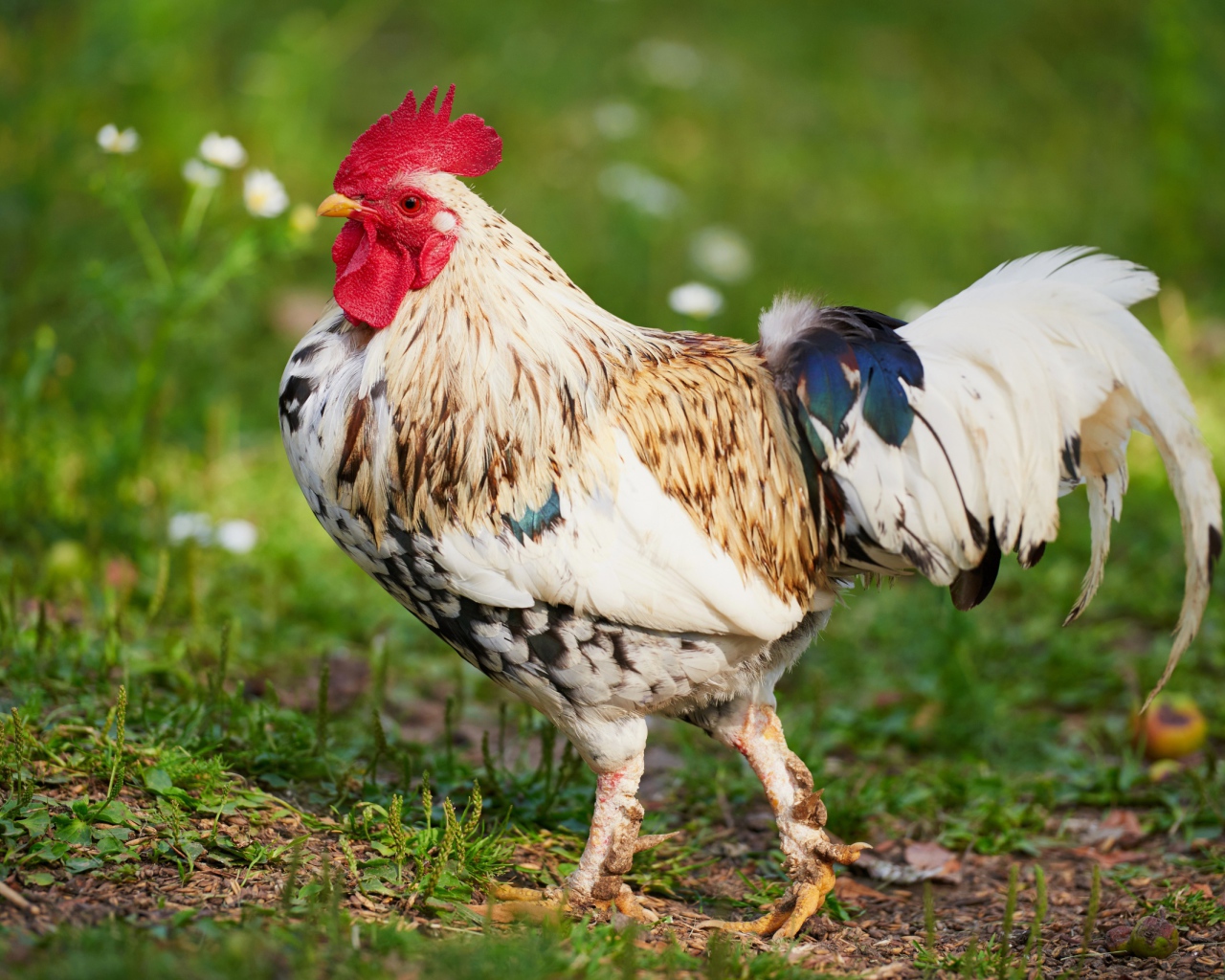 Красивый породистый петух 