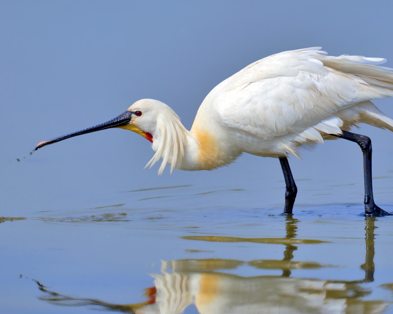 Красивая белая цапля стоит в воде