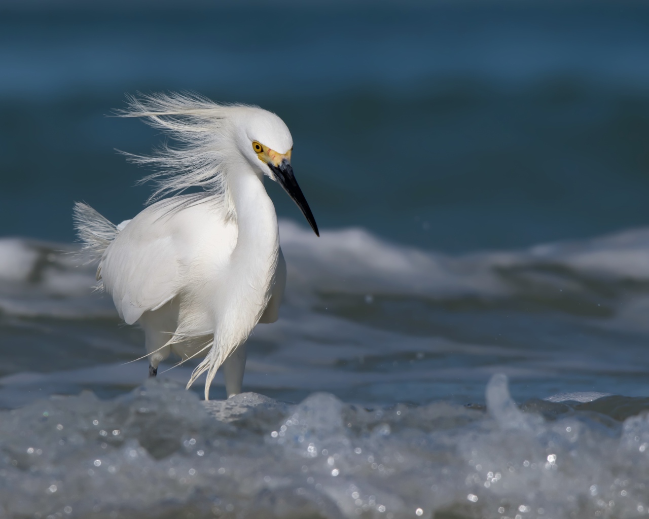 Красивая белая цапля с черным клювом в воде 