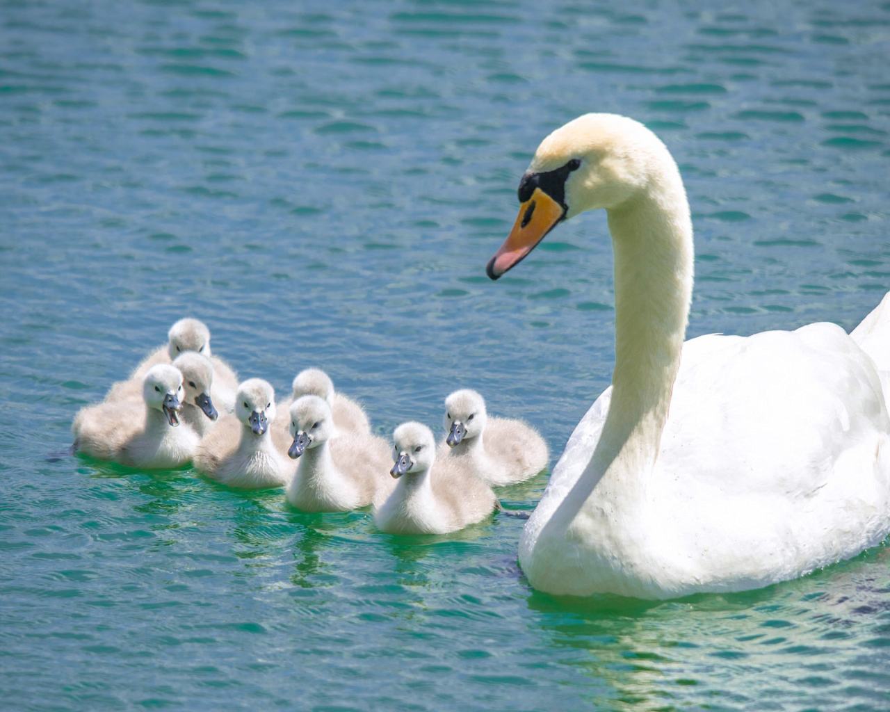 Красивый белый лебедь - шипун с птенцами в воде 