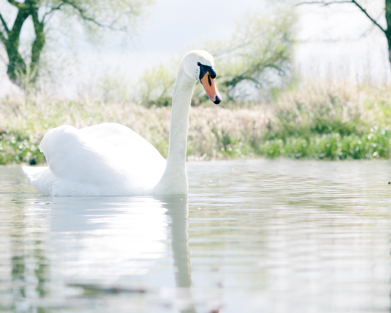 Красивый белый лебедь шипун на озере 