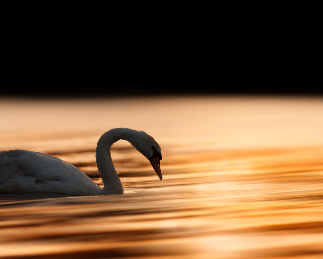 Красивый белый лебедь шипун плавает в воде