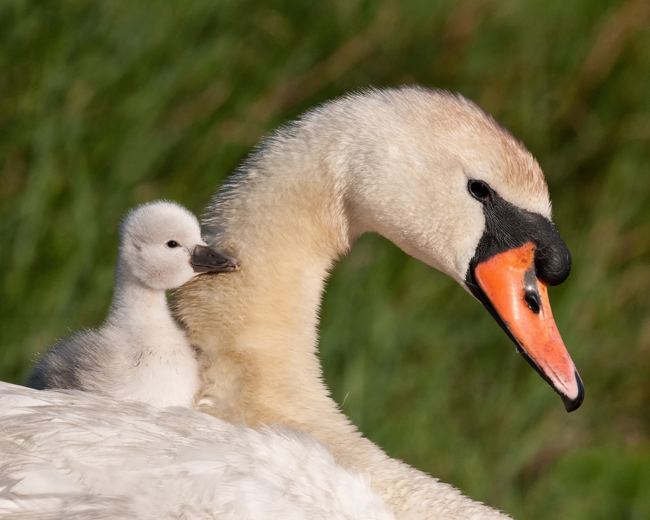 Красивые белый лебедь шипун с маленьким птенцом