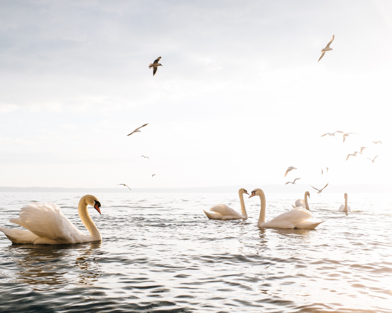 Красивые белые лебеди - шипуны плавают в озере