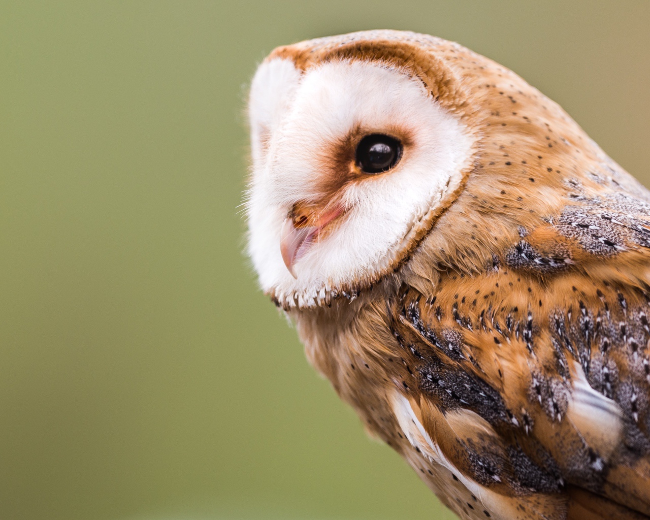 Большая красивая сова крупным планом