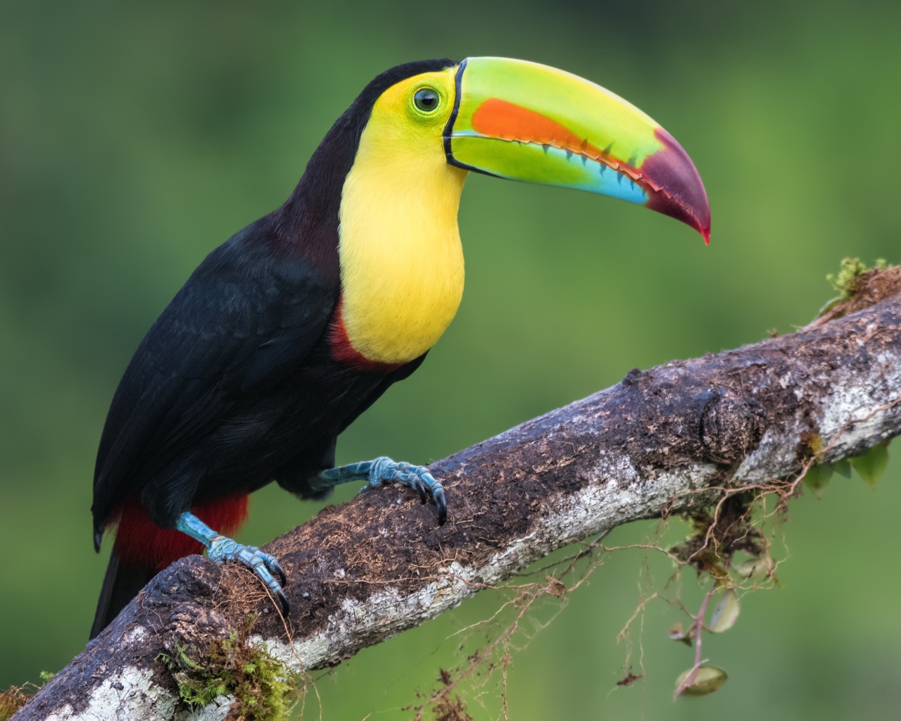 Большая красивая птица тукан сидит на ветке