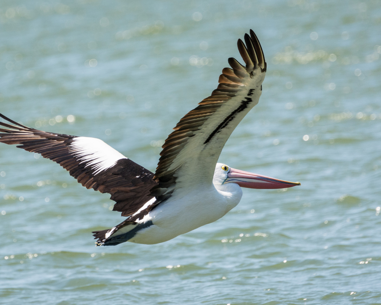 Большая птица пеликан летит над водой