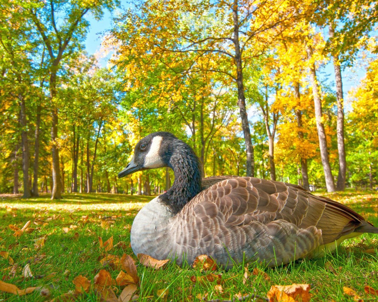 Большой гусь сидит на траве в парке осенью