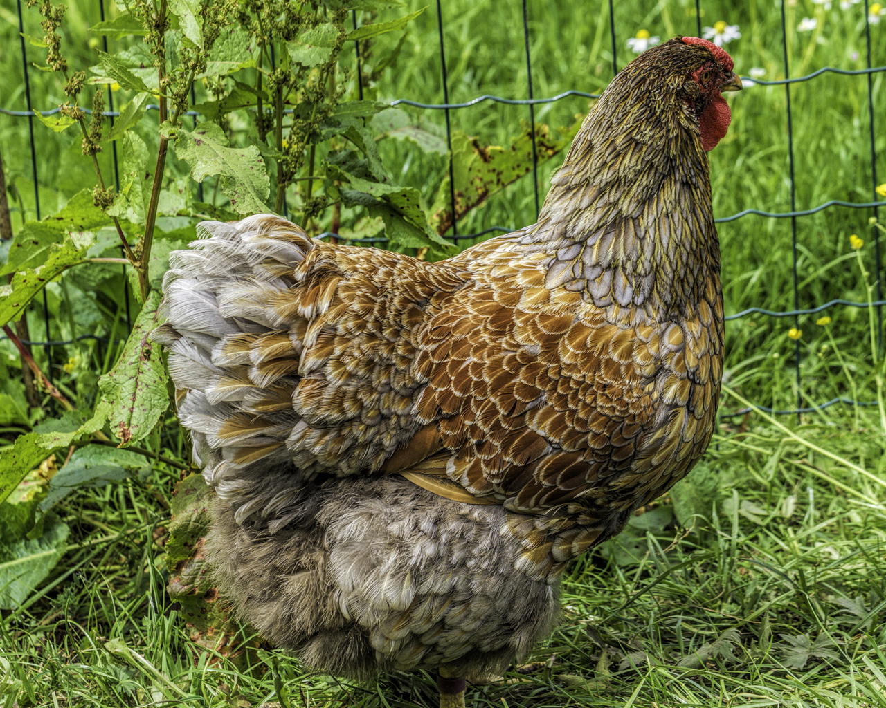 Большая домашняя курица на зеленой траве  