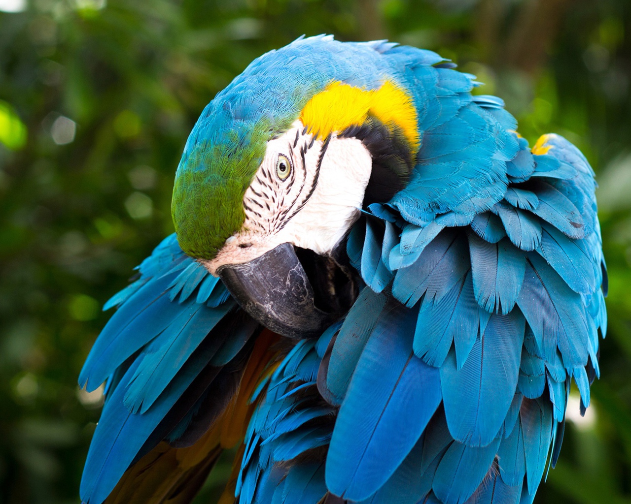 Большой попугай сине-жёлтый ара