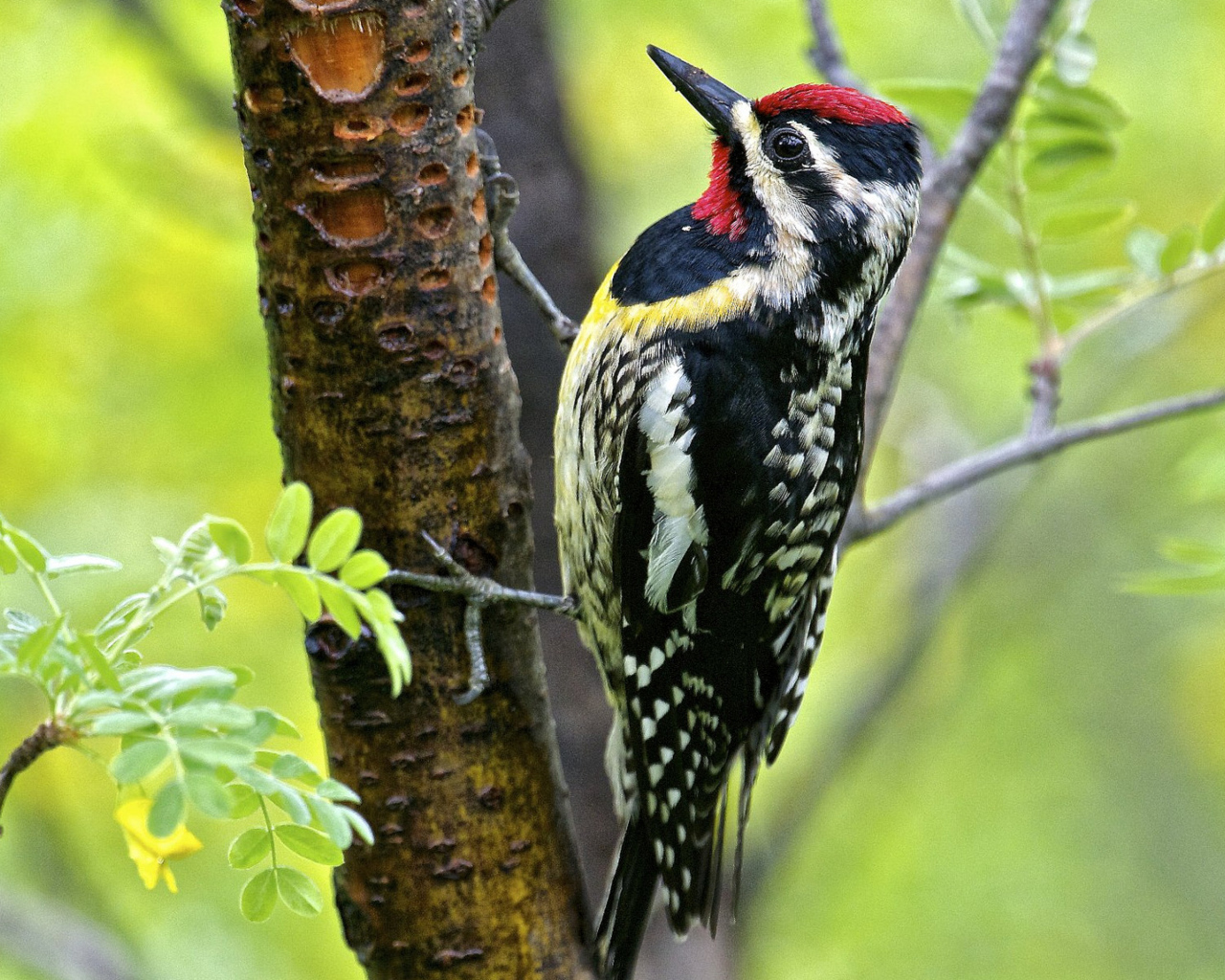 Птица дятел на дереве 