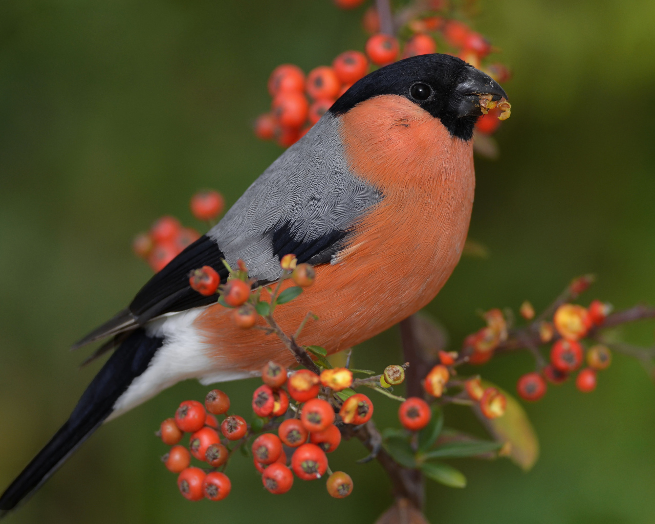 Птица снегирь на ветке красной рябины 