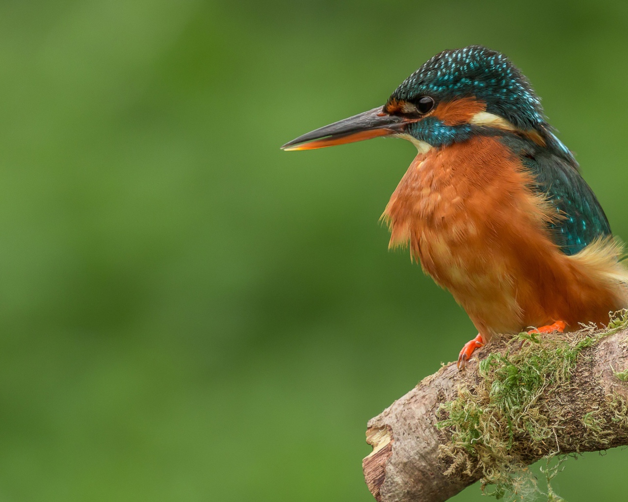 Птица зимородок сидит на ветке дерева