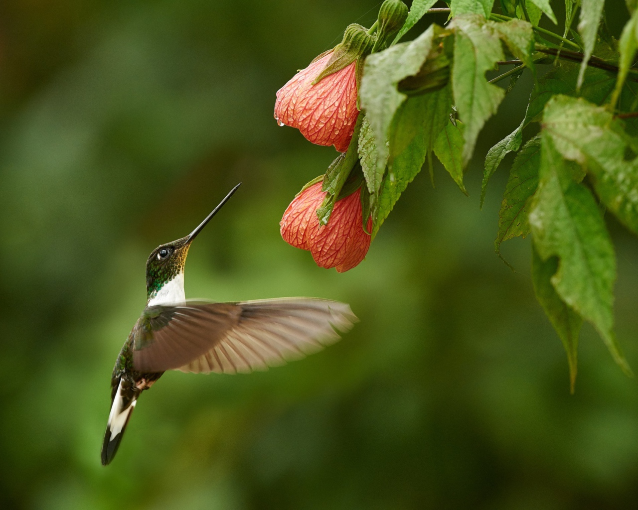 Птица колибри собирает нектар с красного цветка