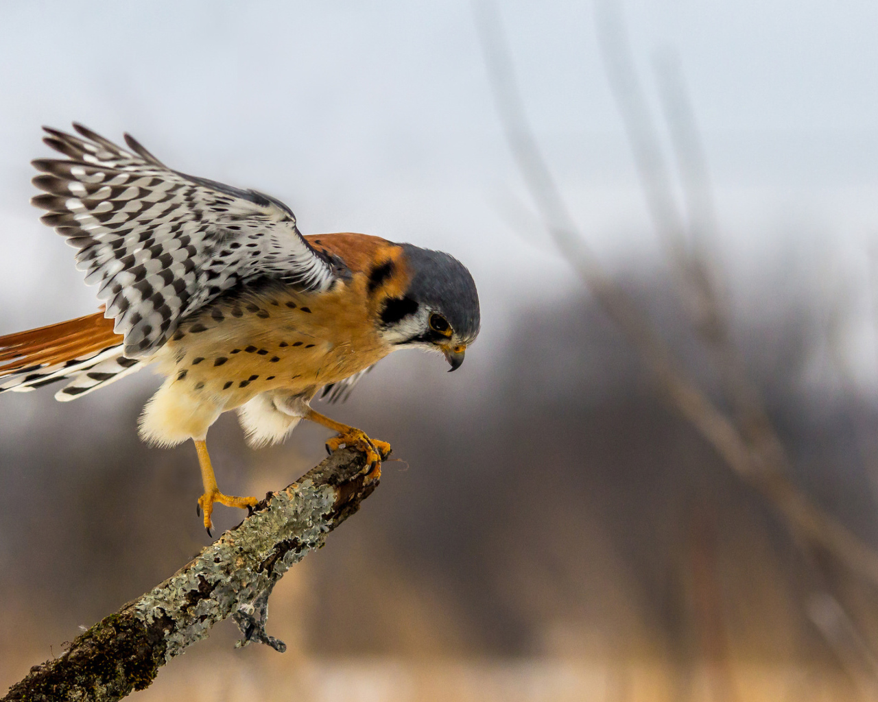 Хищная птица сокол сидит на ветке 