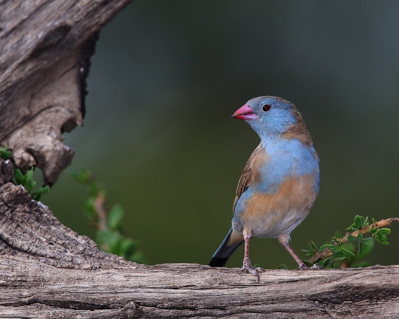 Птица с голубыми перьями на дереве 