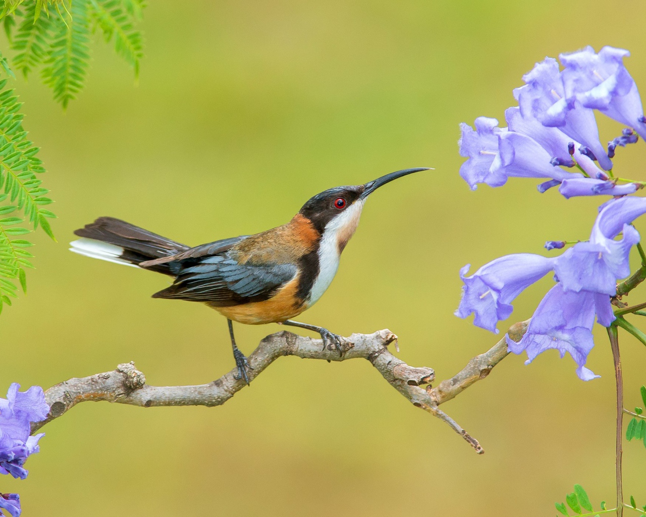 Птичка на ветке с сиреневыми цветами 