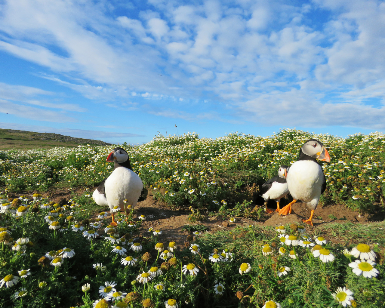 Птицы тупики на ромашковом поле под голубым небом
