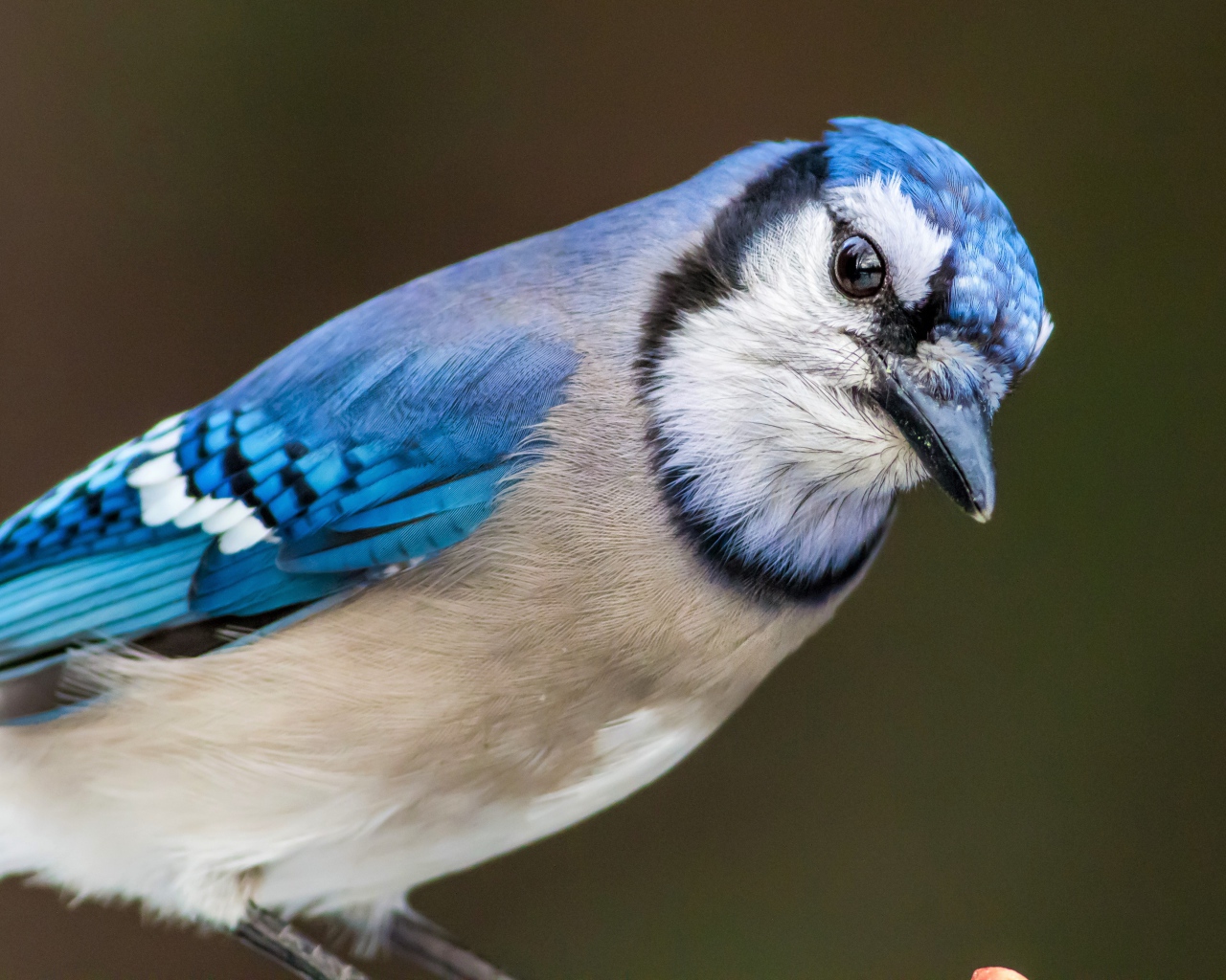 Голубая сойка крупным планом