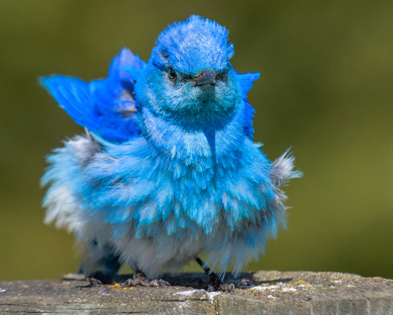 Голубая маленькая птичка Сиалия 