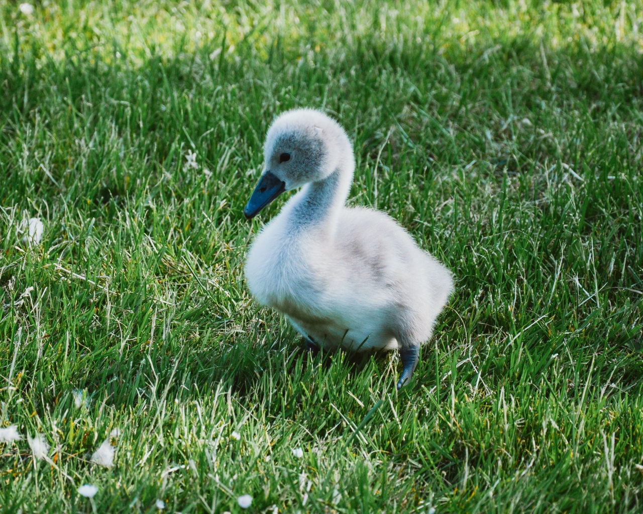 Милый маленький птенец лебедя на зеленой траве 