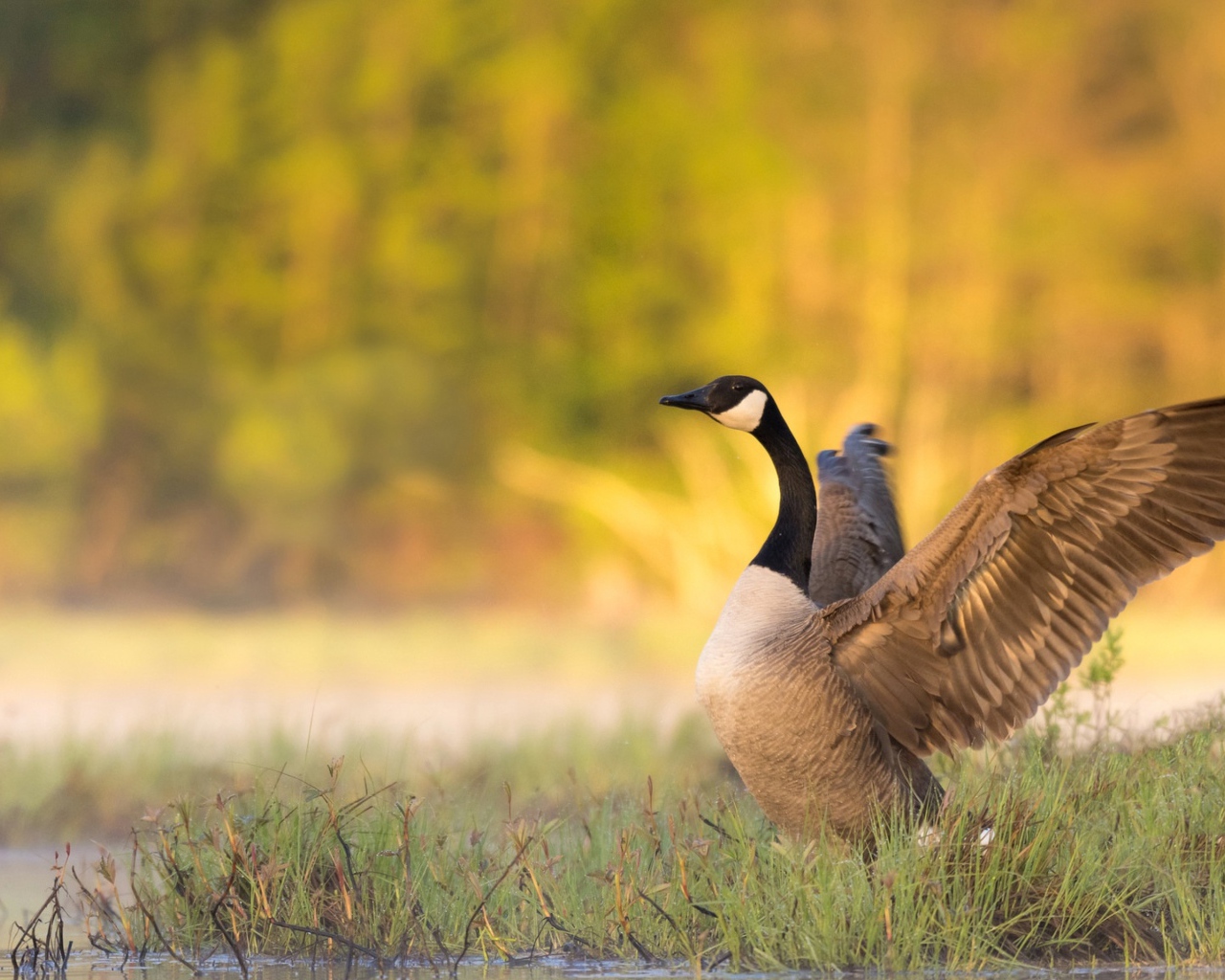 Гусь у водоема готовится взлететь 