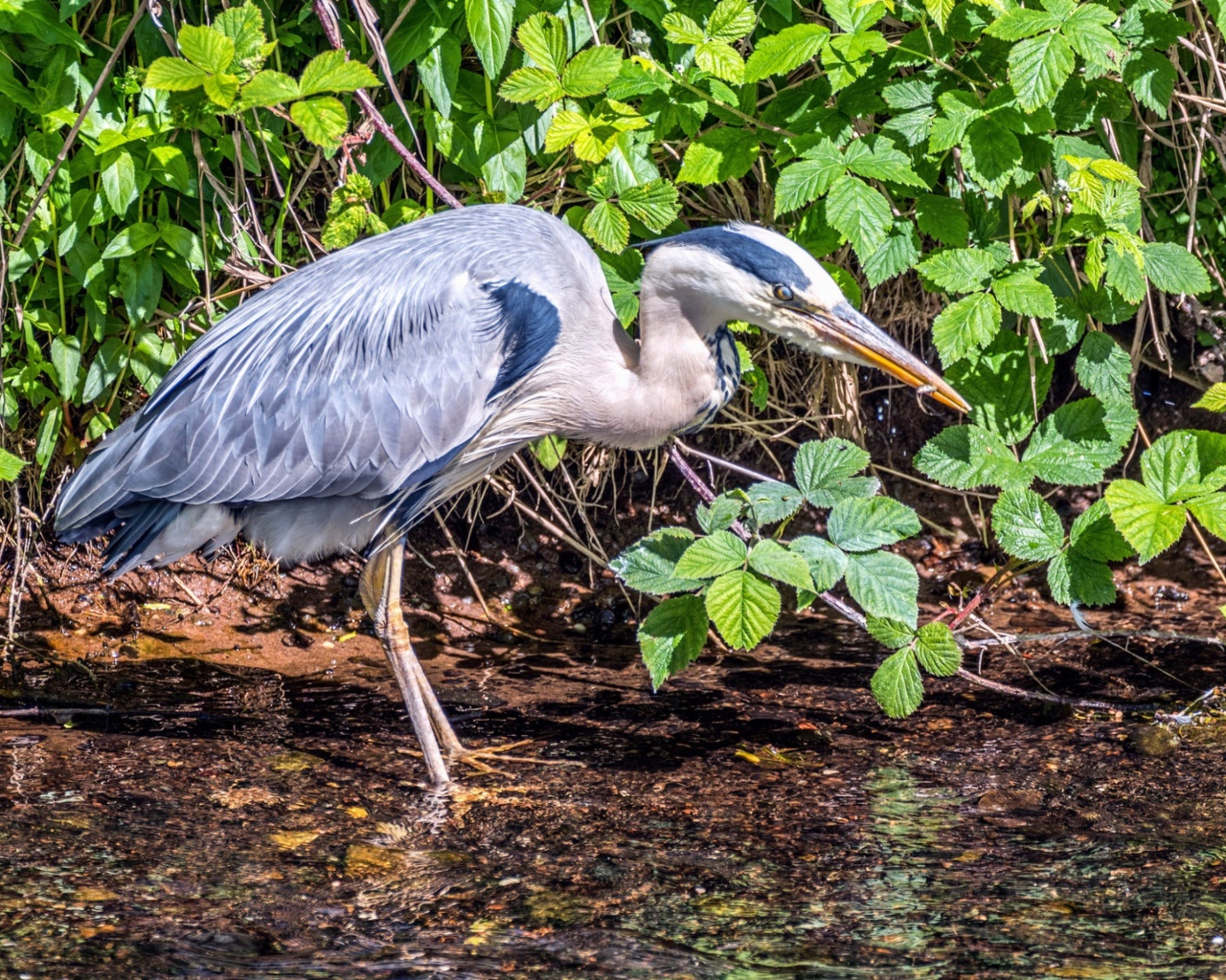 Серая цапля охотится в воде