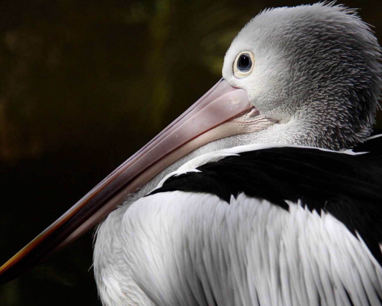Большой австралийский пеликан крупным планом