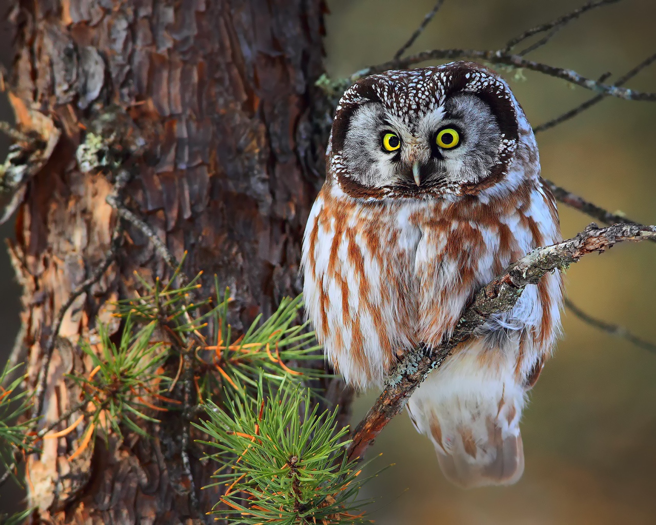 Зеленоглазая сова сидит на еловой ветке 