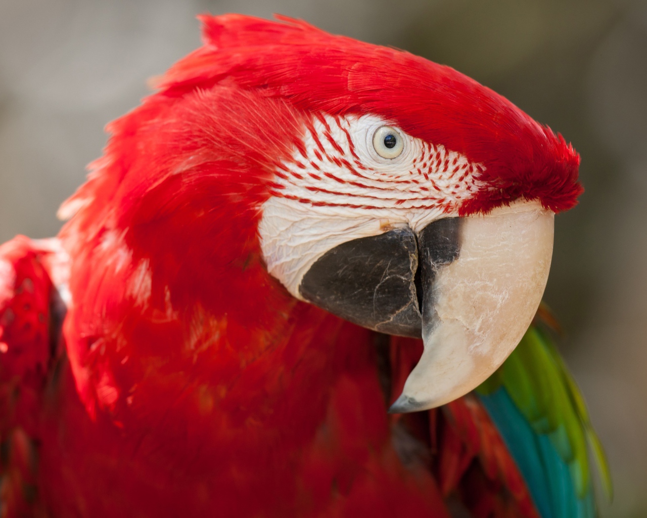 Зелено - красный попугай ара  