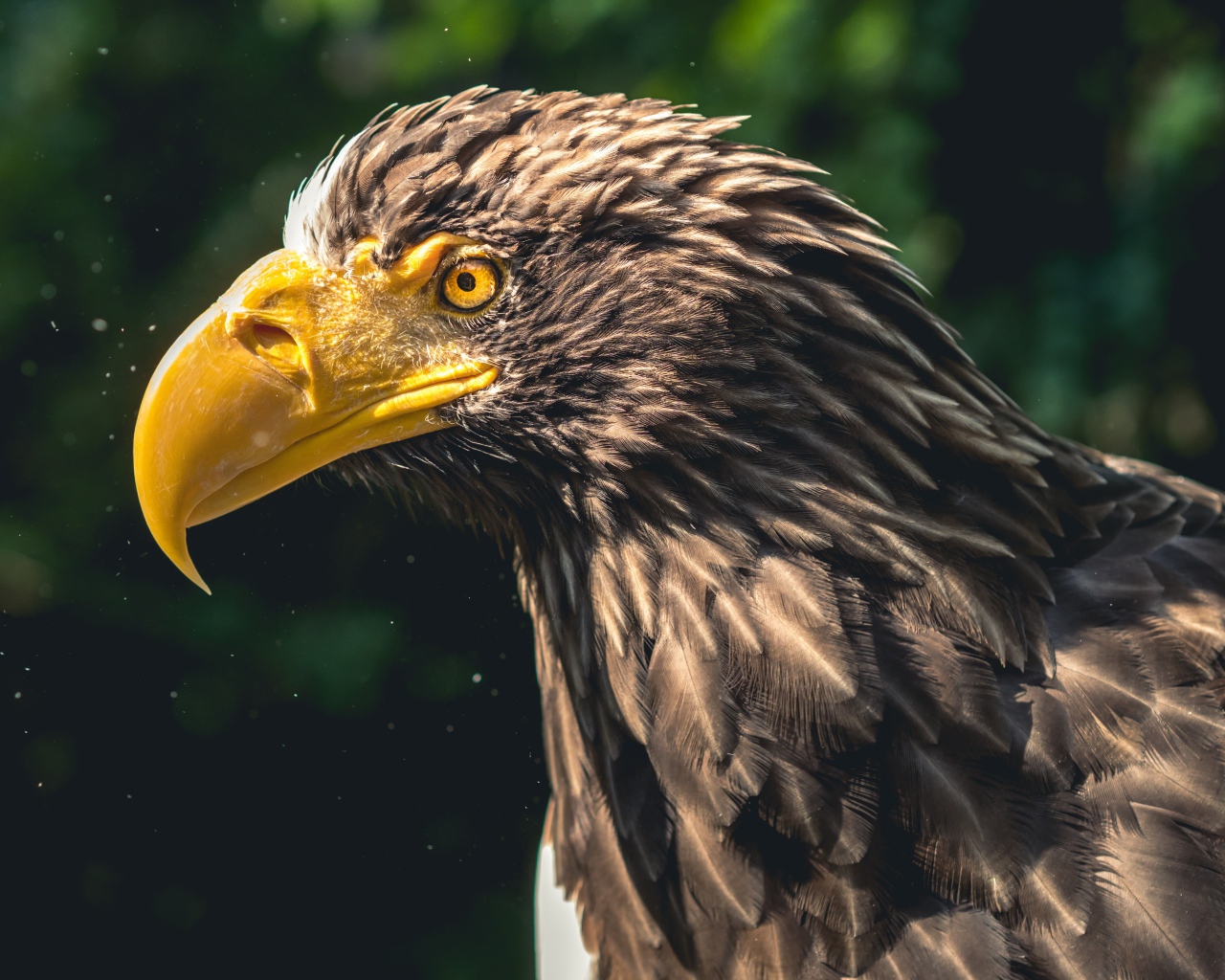 Голова орла с большим желтым клювом