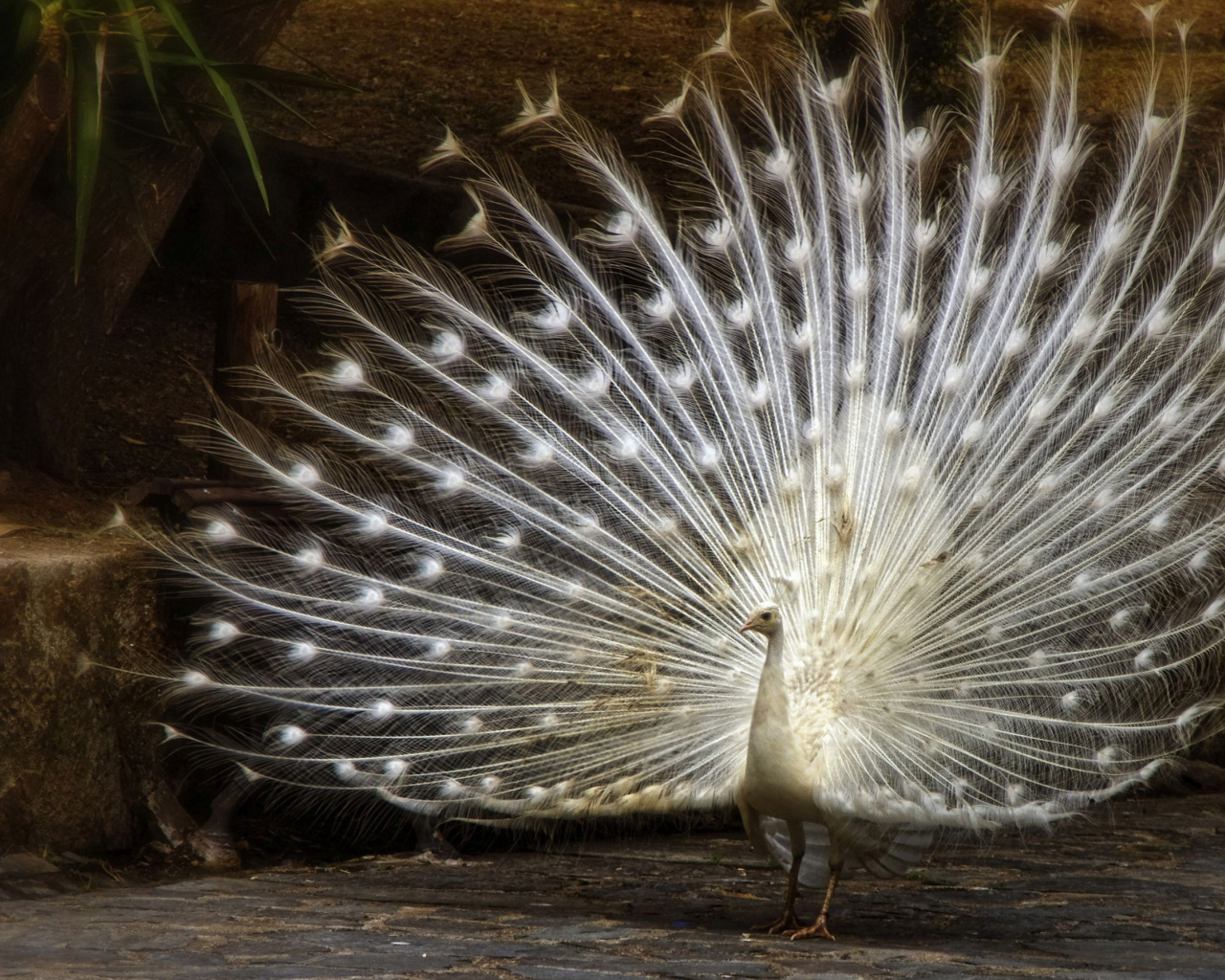 Большой красивый белый павлин