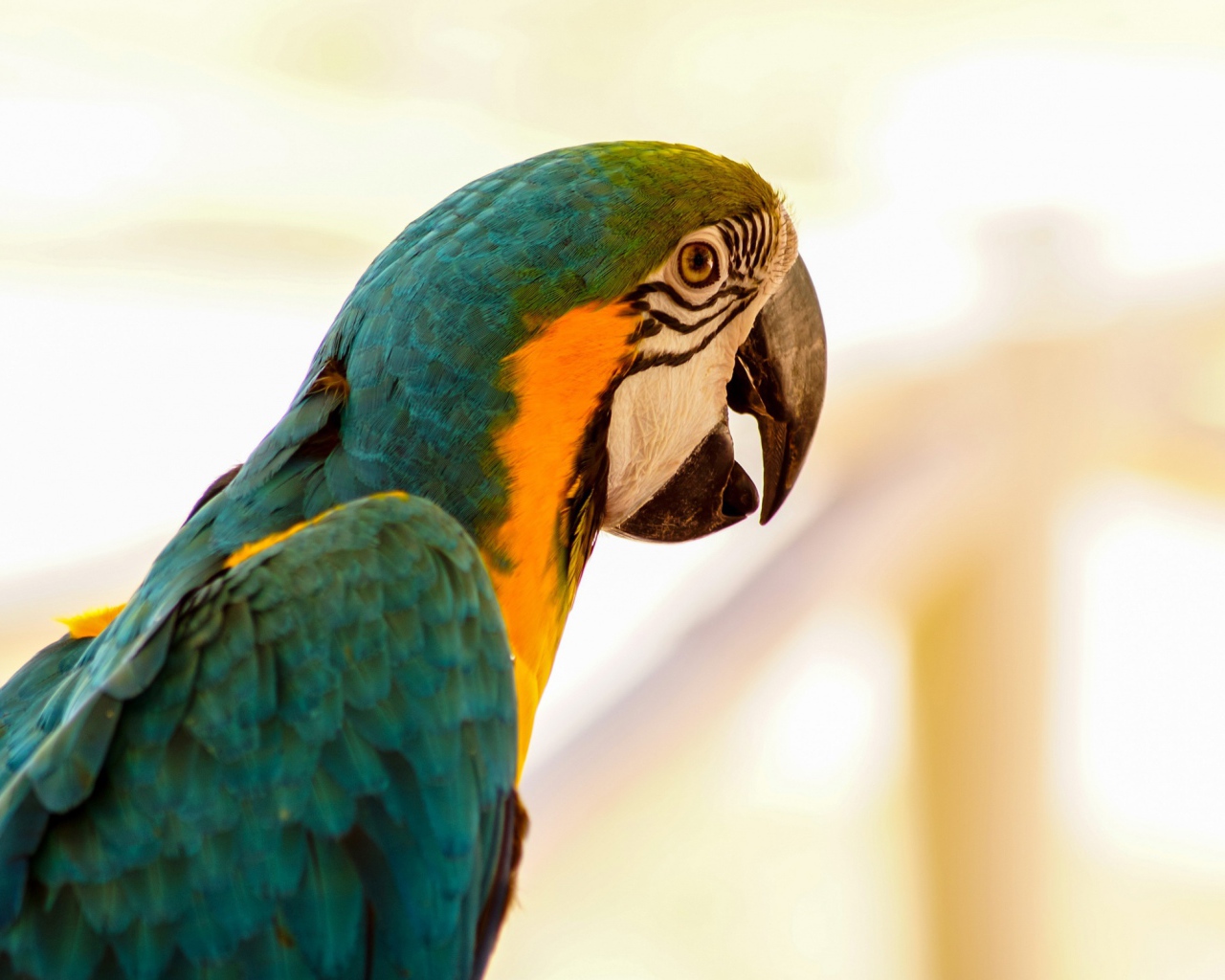 Большой сине-желтый попугай ара крупным планом